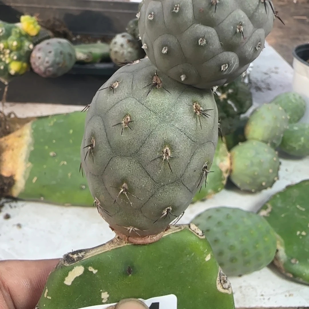 无花朵苗接洞洞821