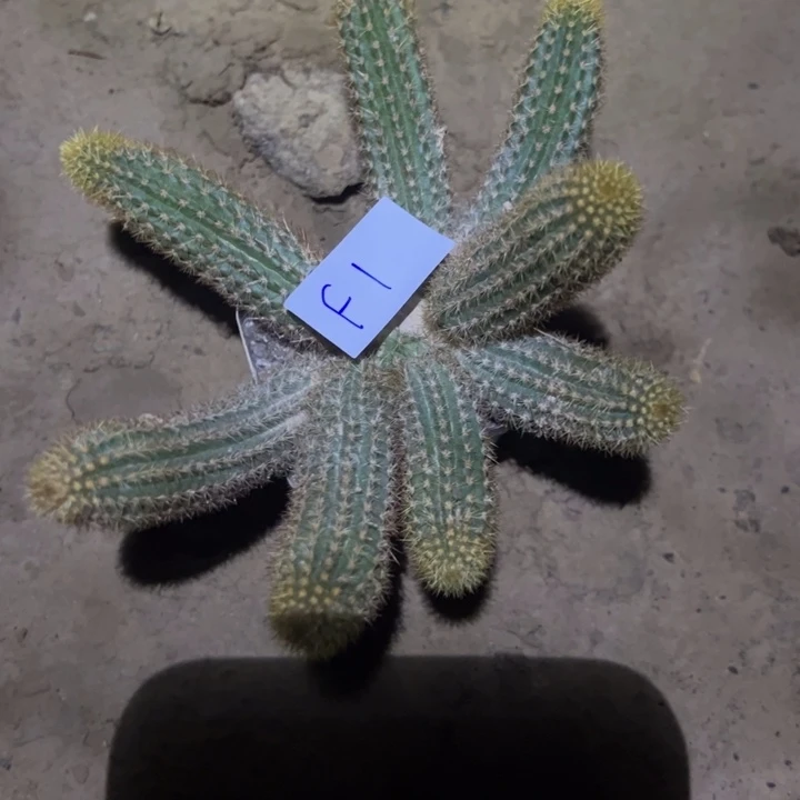 *****F1金妞紫水晶一颗18