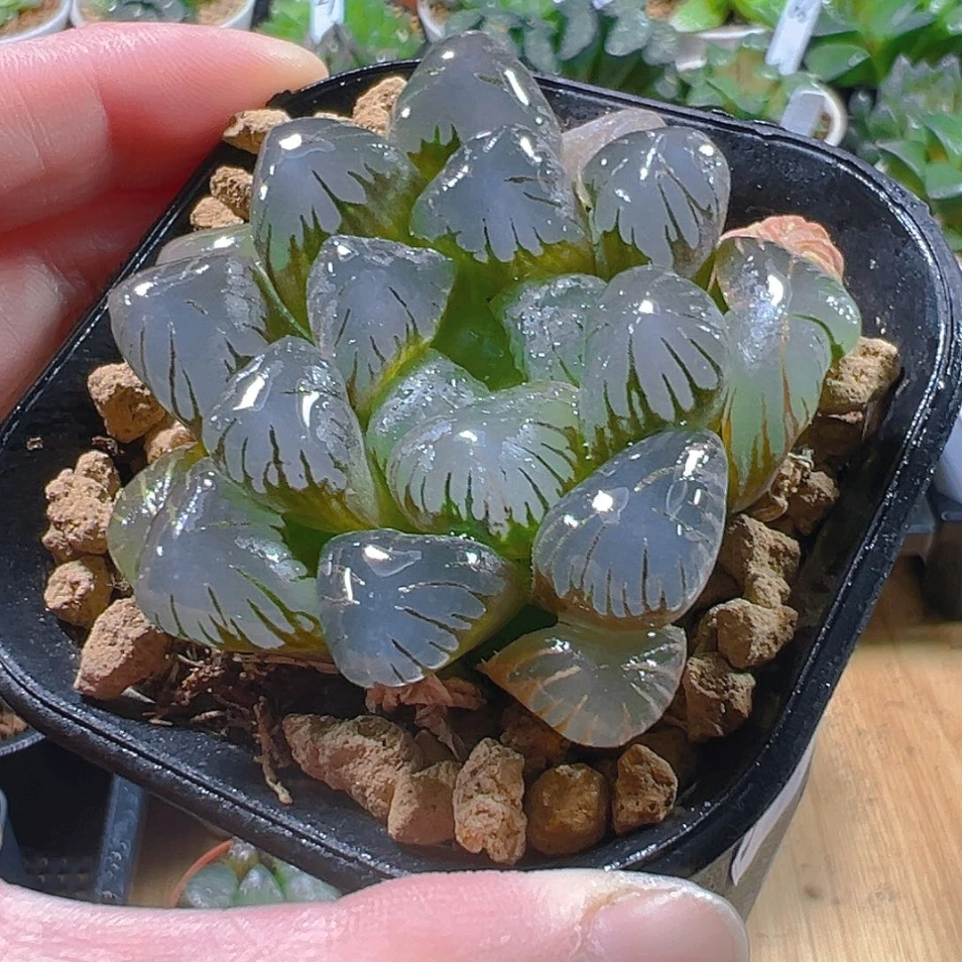 5405玉露多肉植物一颗