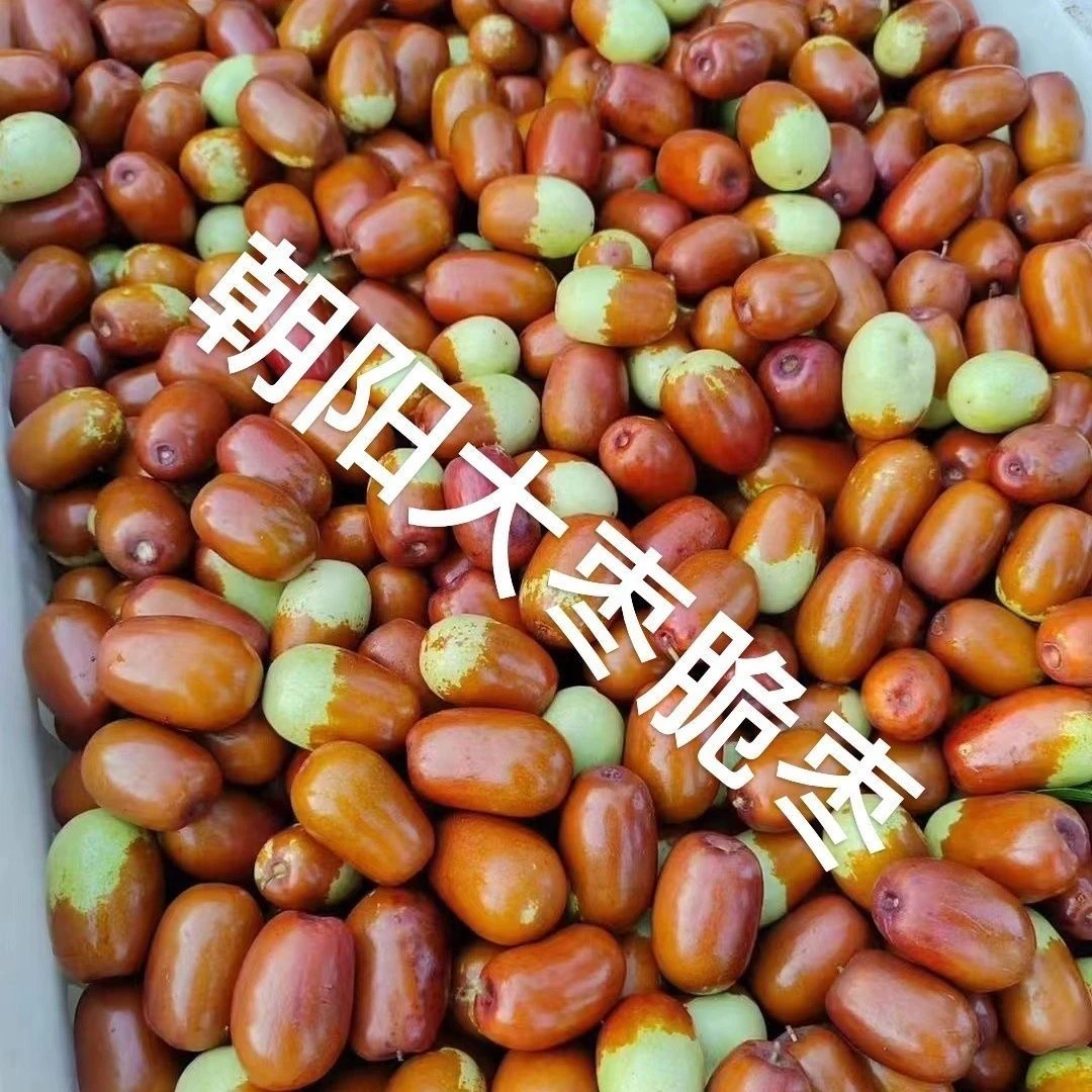 朝阳大枣果园直发现摘现发脆枣嘎嘎甜5斤装包邮产地直发应季水果