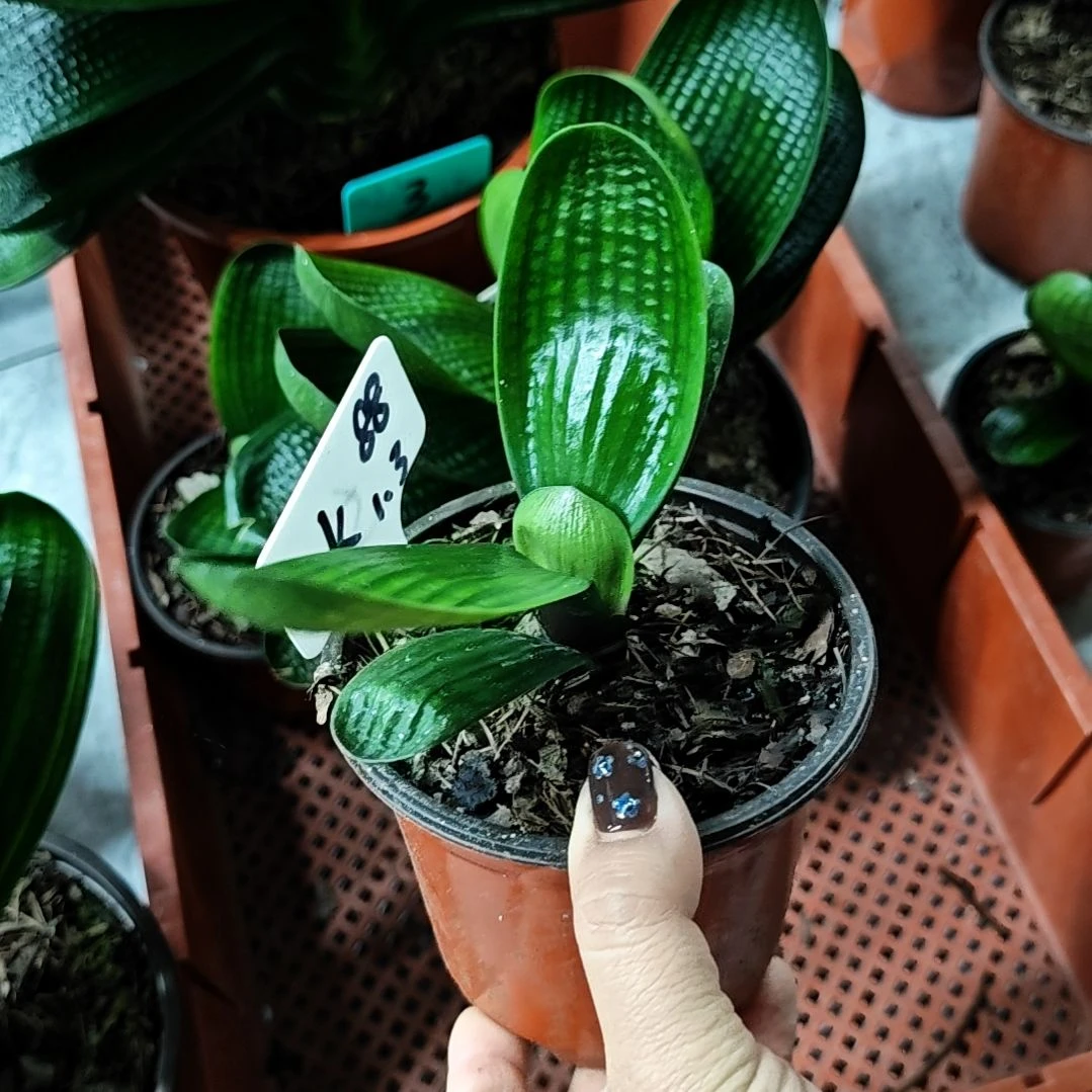 完全开放君子兰精品一年