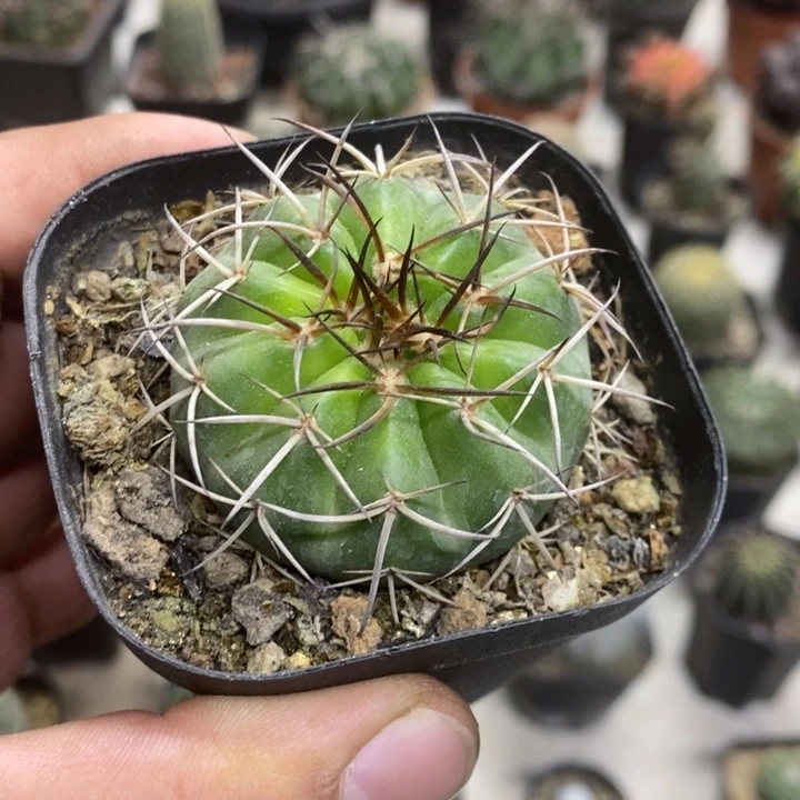 实生圆盘玉特价福利