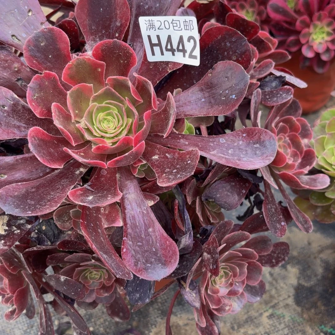 无花朵442多肉植物捧花的