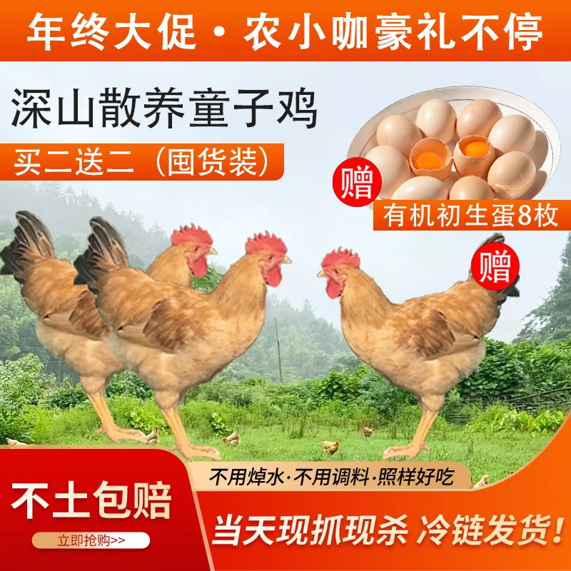 农小咖拍一发四 三只童子鸡加8枚初生蛋散养跑山鸡童子鸡走地鸡