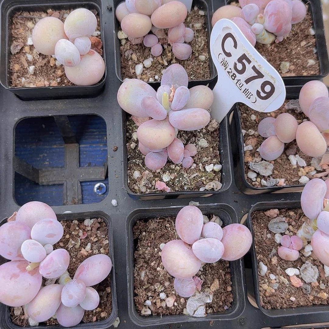 草***熊C579水光针一物一拍