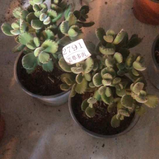 熊童子两颗，2791，一物一拍