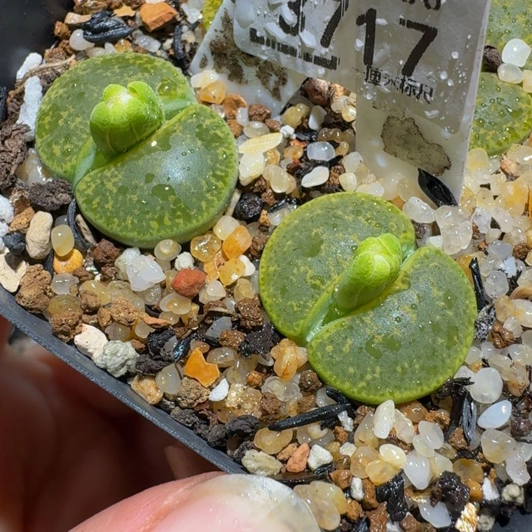 ZzZz生石花肉锥面3717