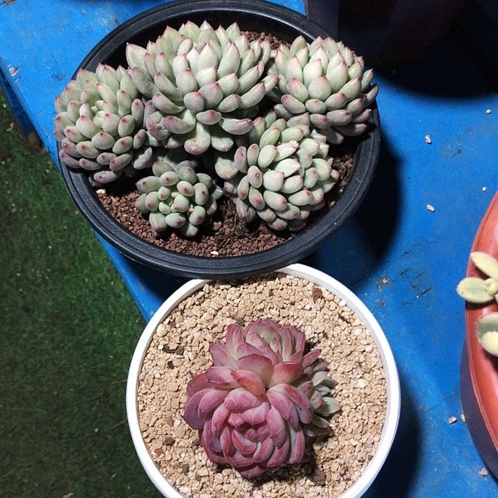 遇**·岩字自然群多肉植物