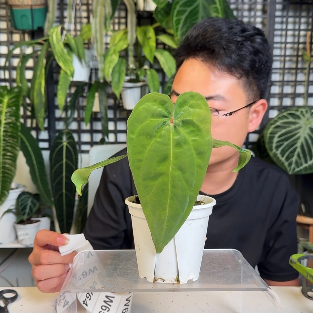 无花朵张**一物一拍W60