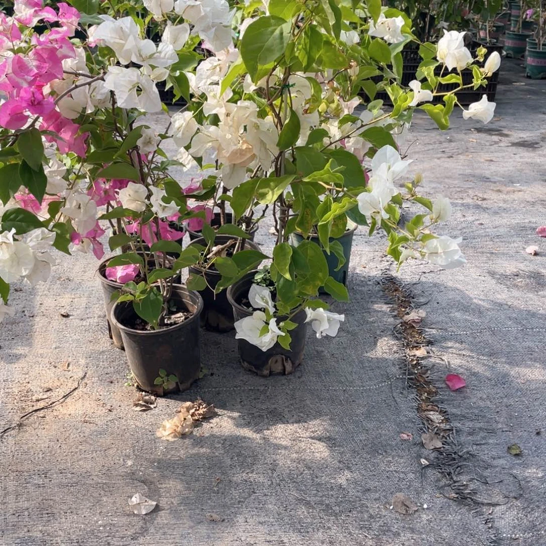 大量花朵（建议范围：8朵-15朵 或40%以上）椰子冰一盆