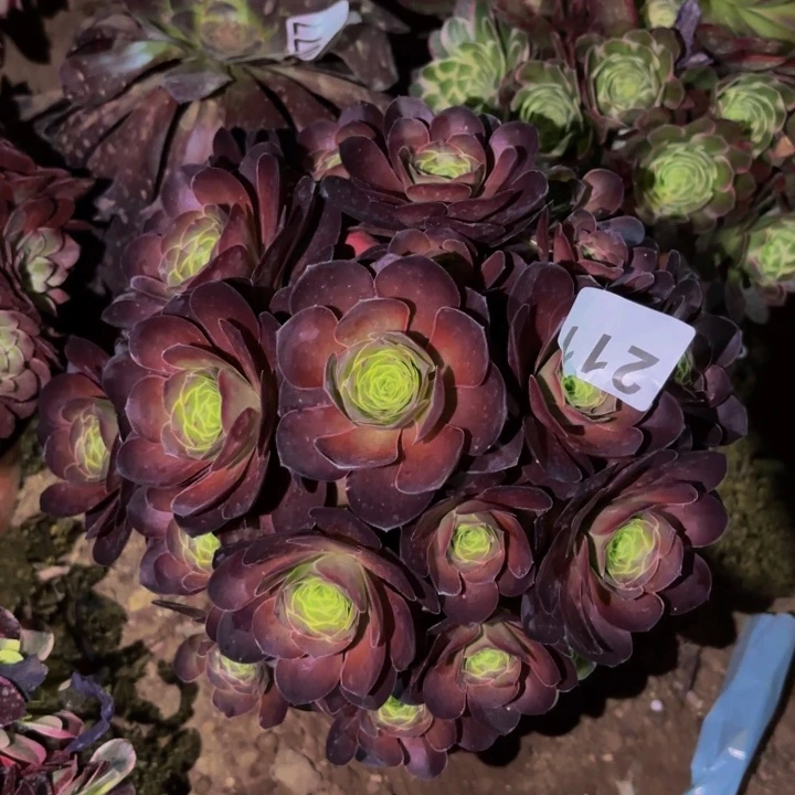 211魅金多肉植物