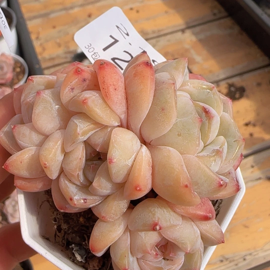 干冰四头老桩一颗脱土