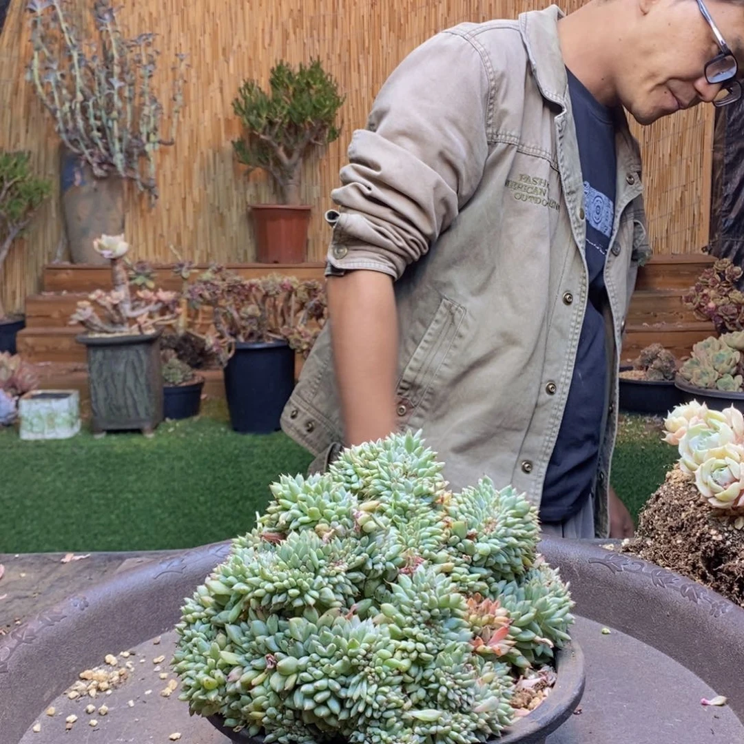 十*?147号胖丁缀化