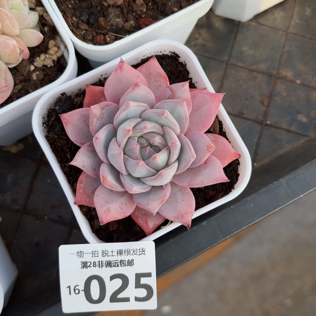 粉蓝鸟老桩多肉多肉