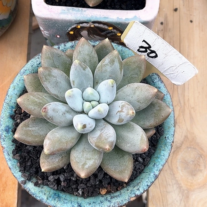 黄胖体哥特30号码牌子的话