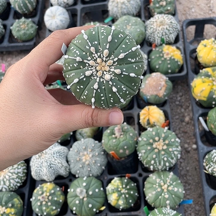 连线琉璃福利特价秒