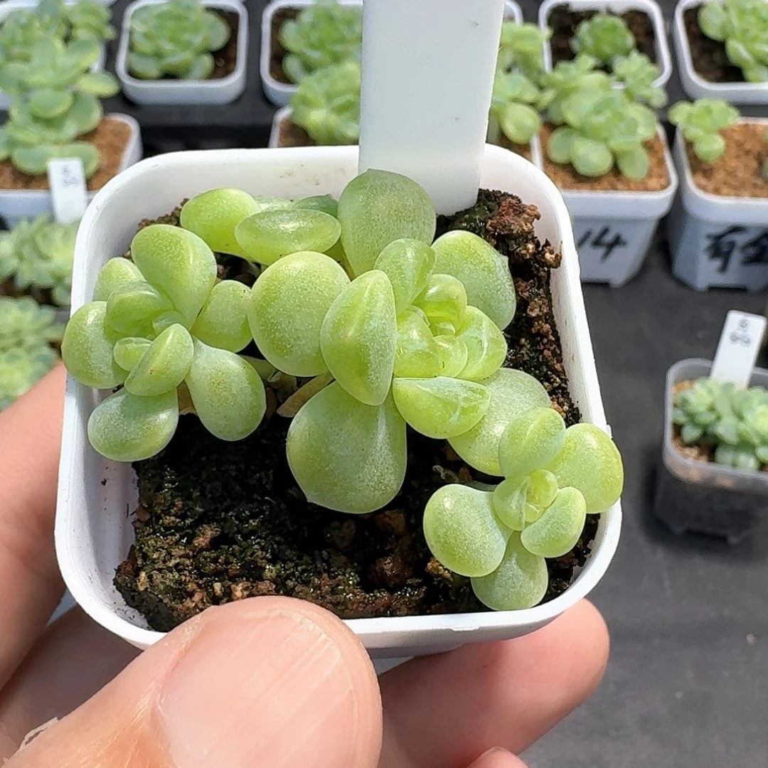 莓***饼189pc14四头多肉1111