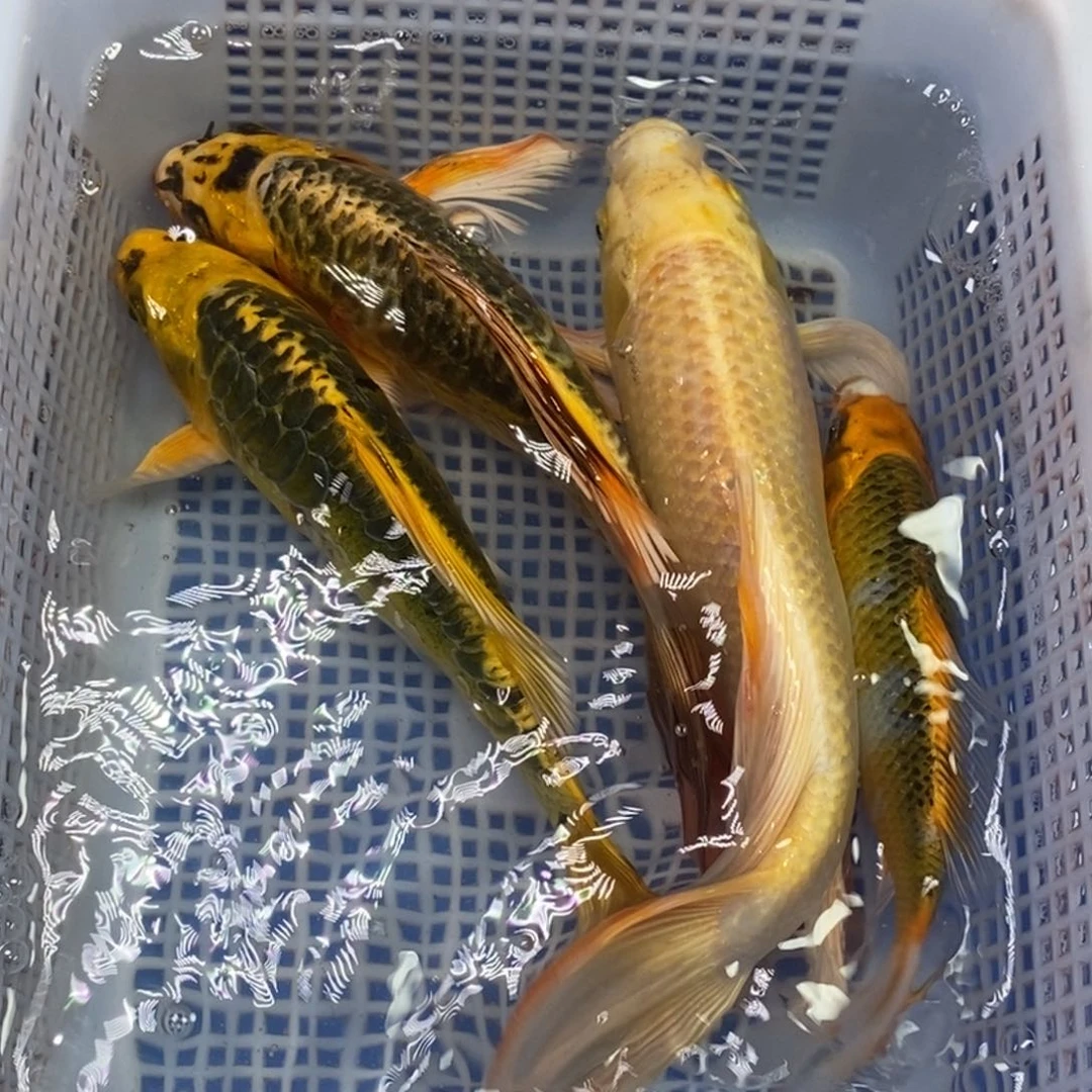 锦鲤冷水锦鲤包邮