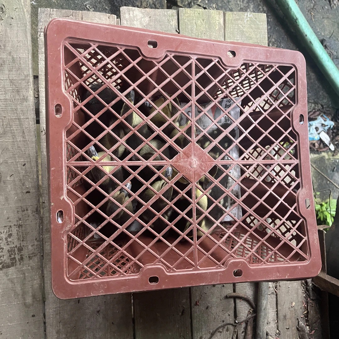 10只番鸭周转塑料框