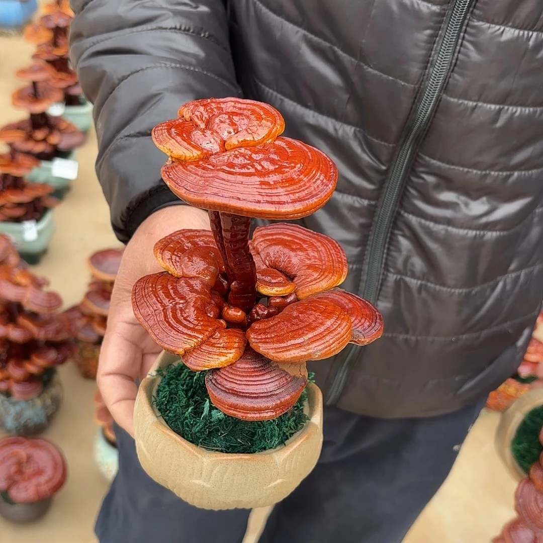 无花朵灵芝是我国著名植物