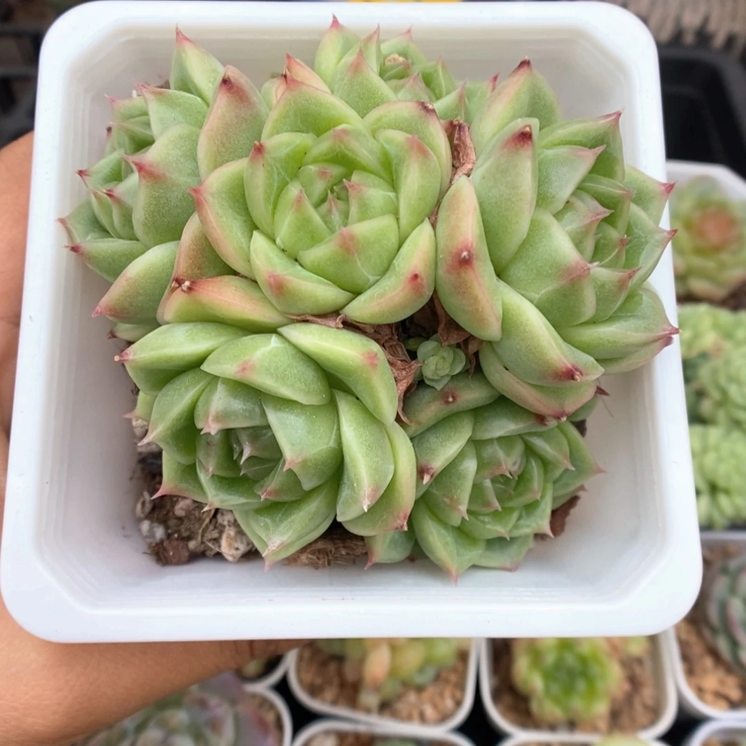 油透麦秆群生3695号