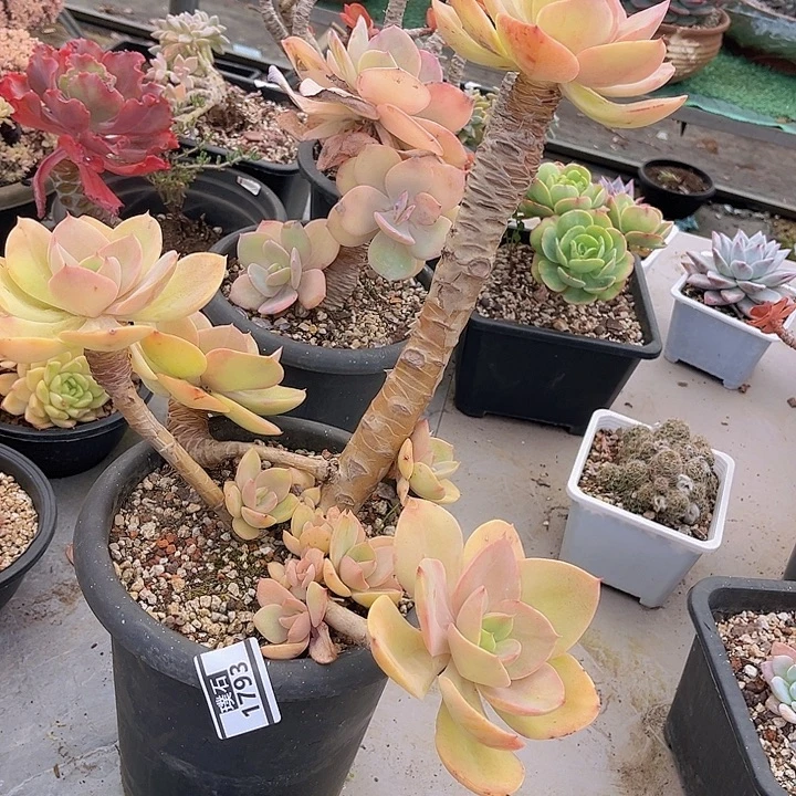 青鸾1793多肉植物