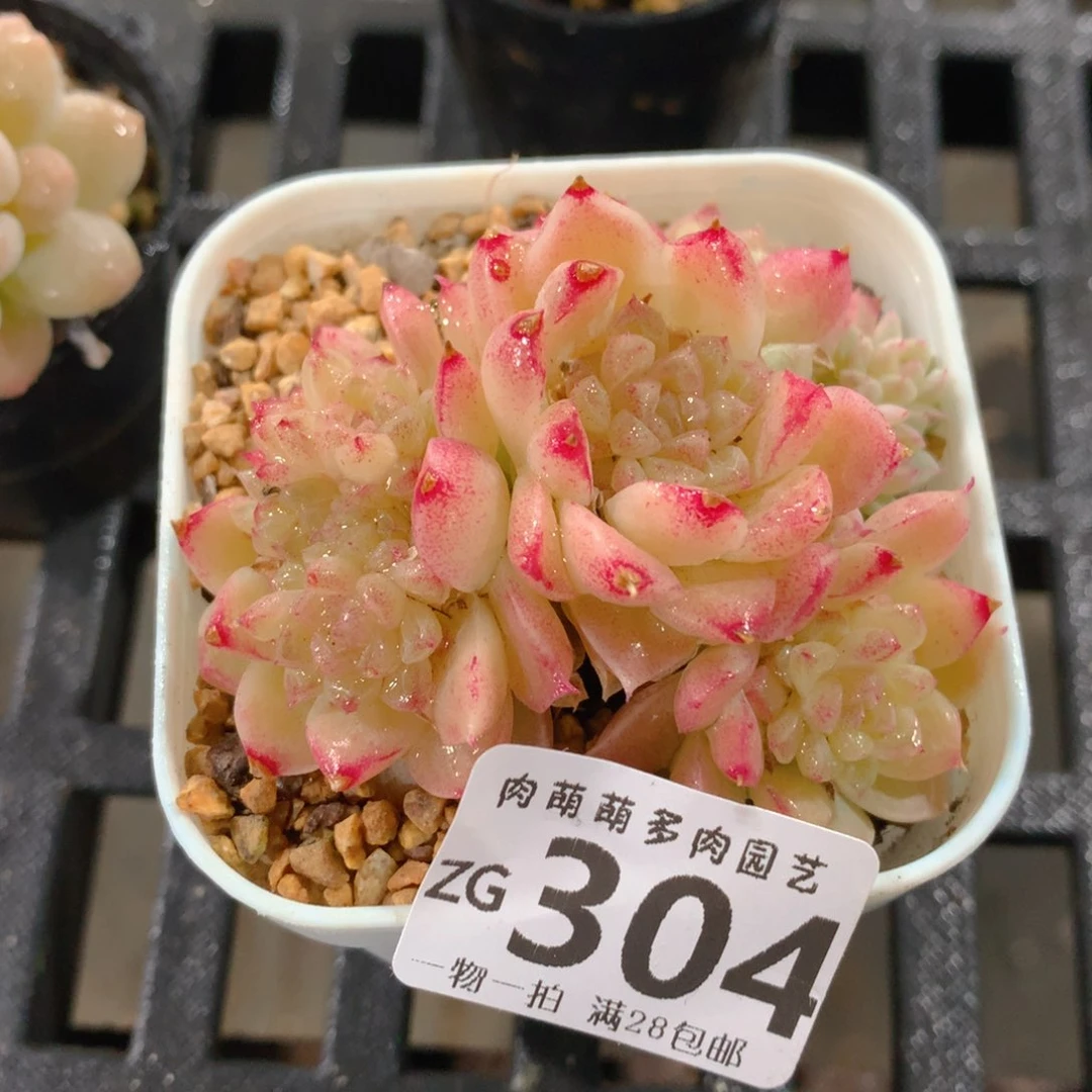 肉萌萌拇指盆精控多肉ZG304