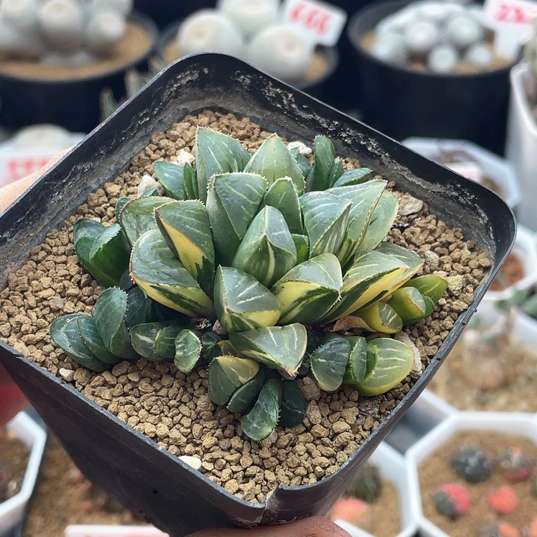 实生短叶姬寿锦群生 致远多肉