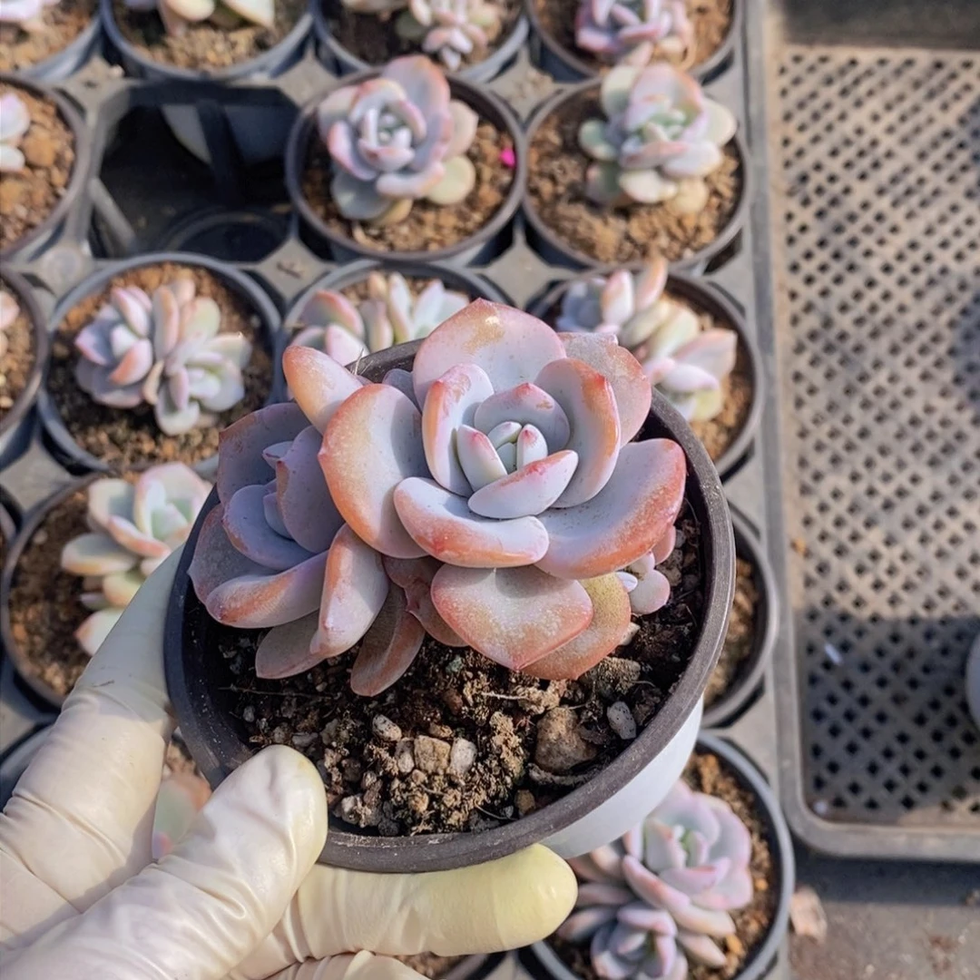 木**0多肉植物1111111