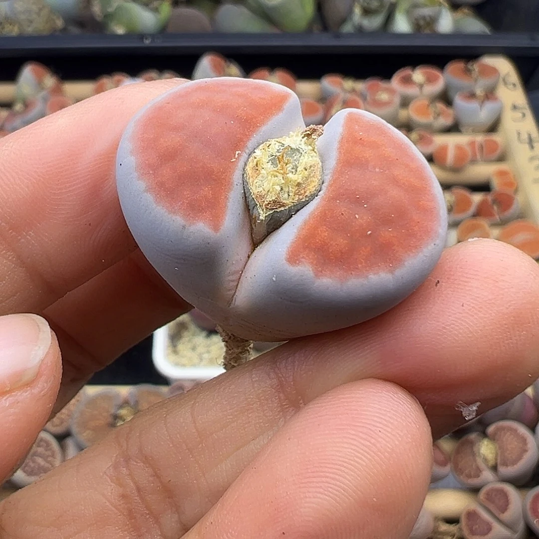 1390蓝体冰橙福利2.8厘米