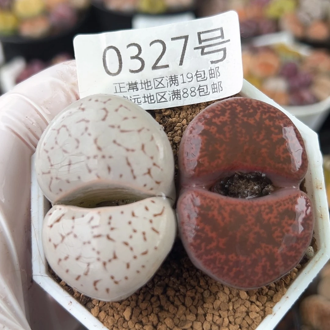 0327五年酒红大白，4.2cm