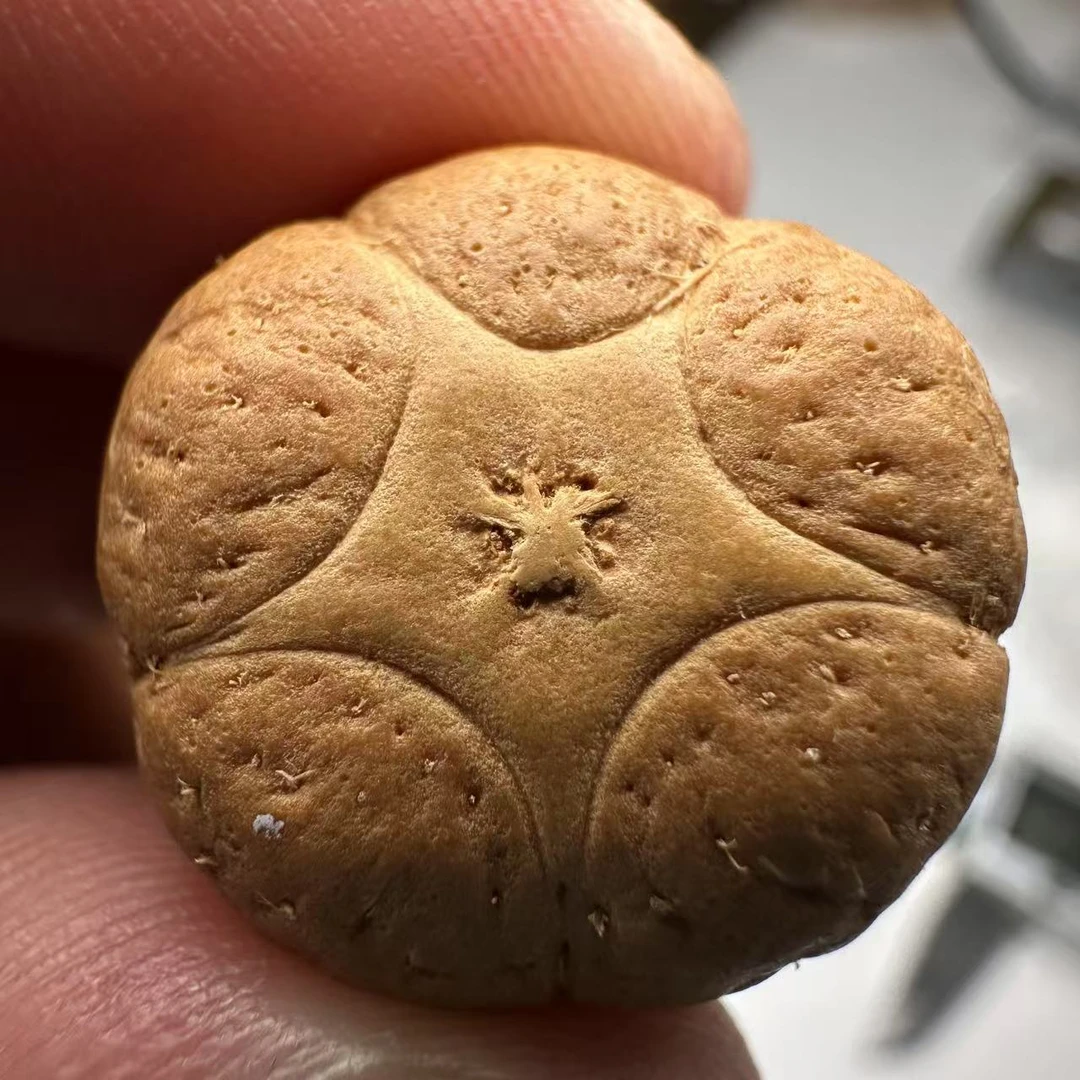 尼泊尔五星菩提，尺寸20，sss系列，货号145