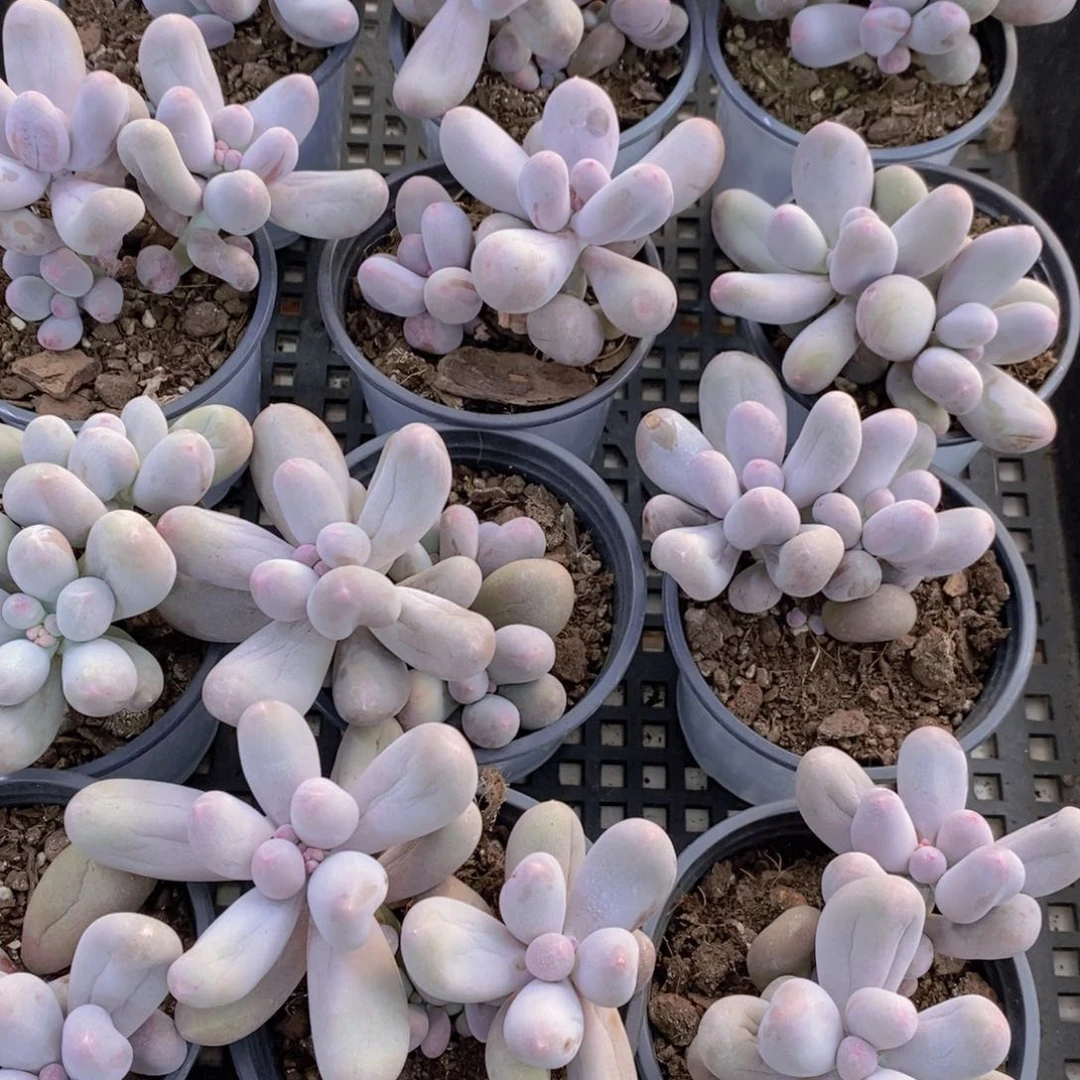 量拍48号 老桩米可奶酪双头一个