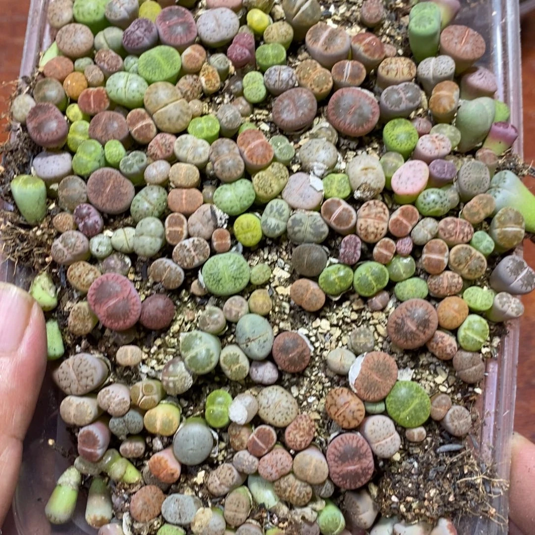 多肉蛋炒饭，感谢您相伴020