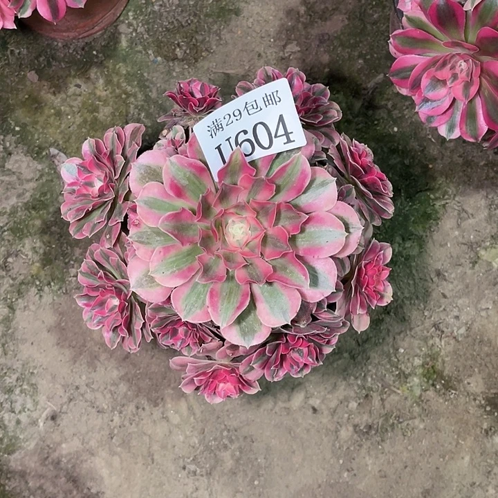 604粉女巫   多肉植物