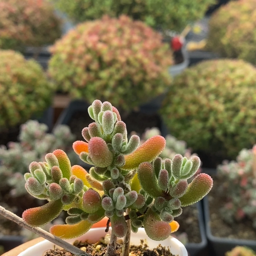 实生红叶2446枝干番杏