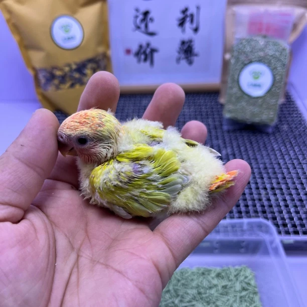 牡丹鹦鹉-精品红头澳闪公Z0008