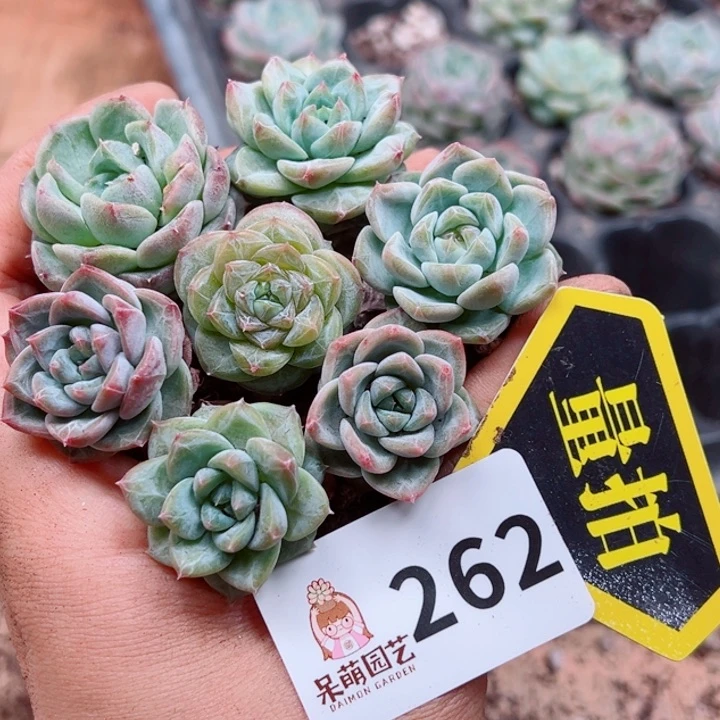 多肉植物多肉植物