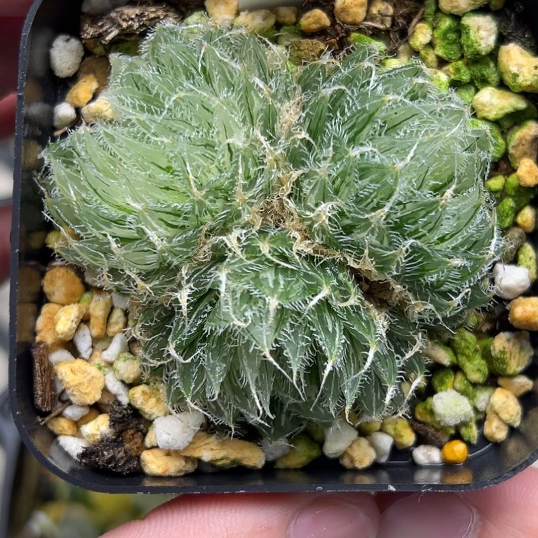 122塞米维娅玉露锦