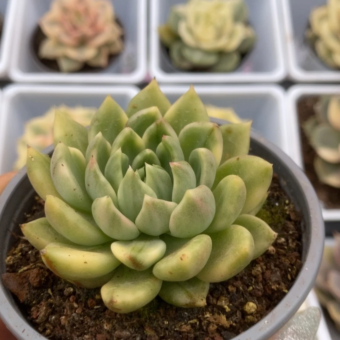034红酒锦锦锦锦锦锦