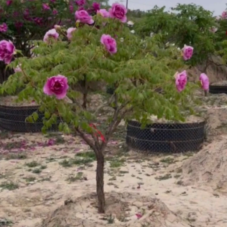 甘肃百年紫斑牡丹