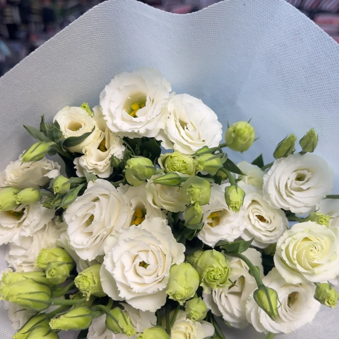 完全开放白色桔梗600克包邮秒杀