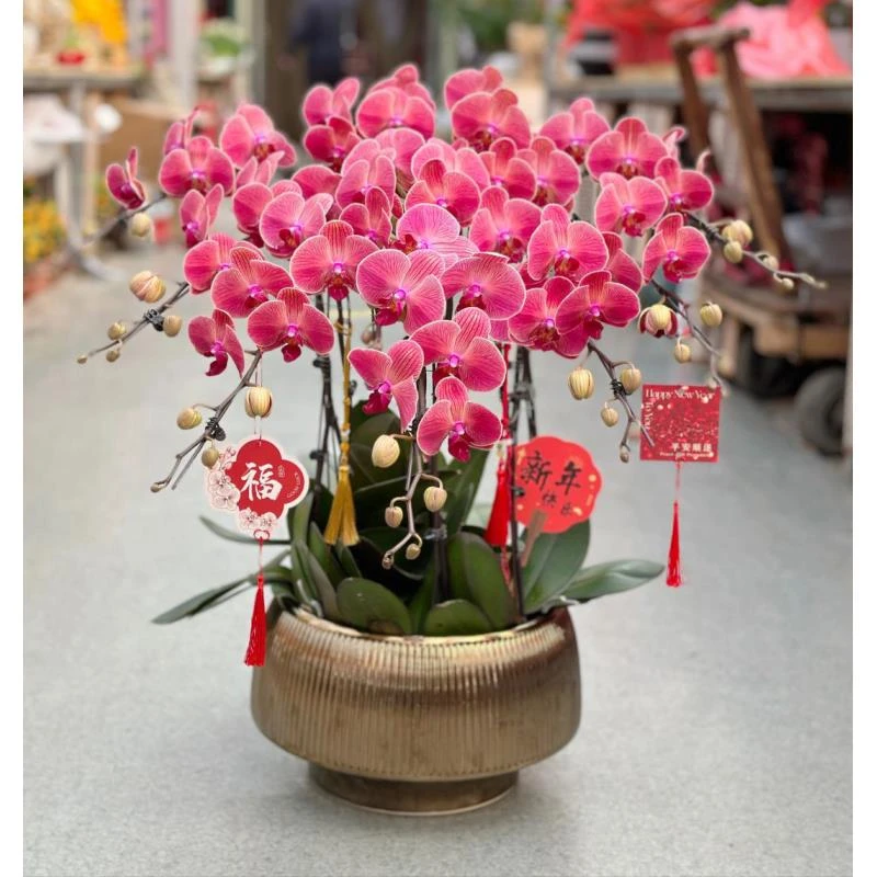 稀少品种【2个花剑聚宝柑橘】蝴蝶兰花期能开6-7个月  3.0大杯