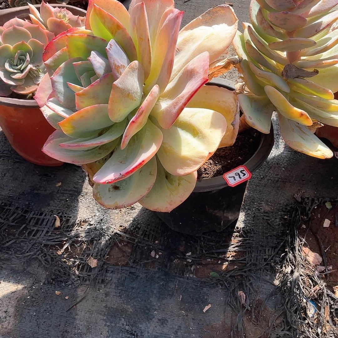 795凤 一物一拍多肉