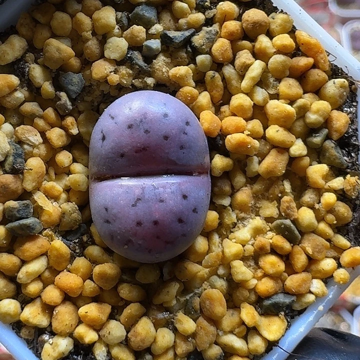 生石花111111。   106