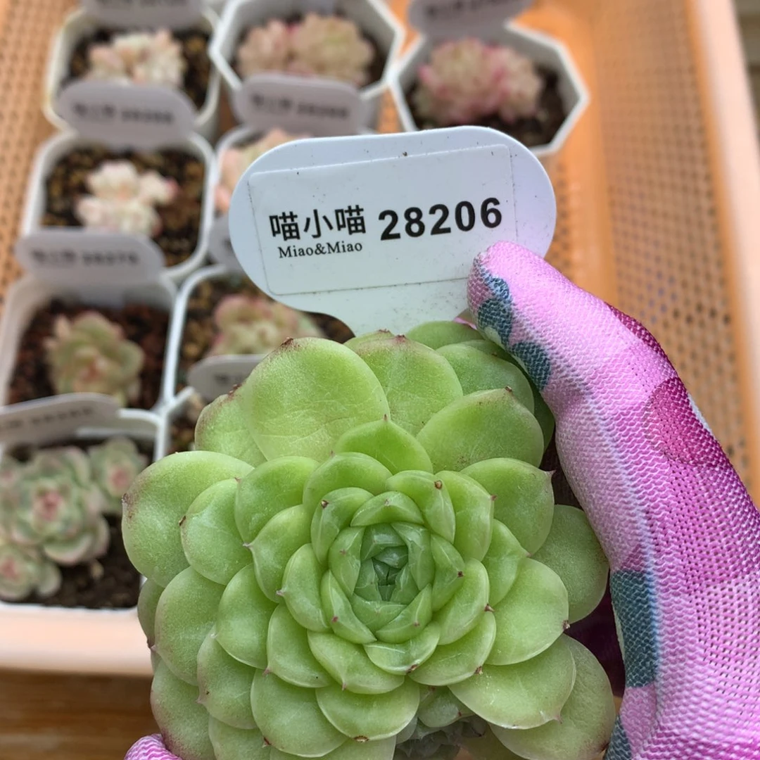 多肉植物麦秆珍妮