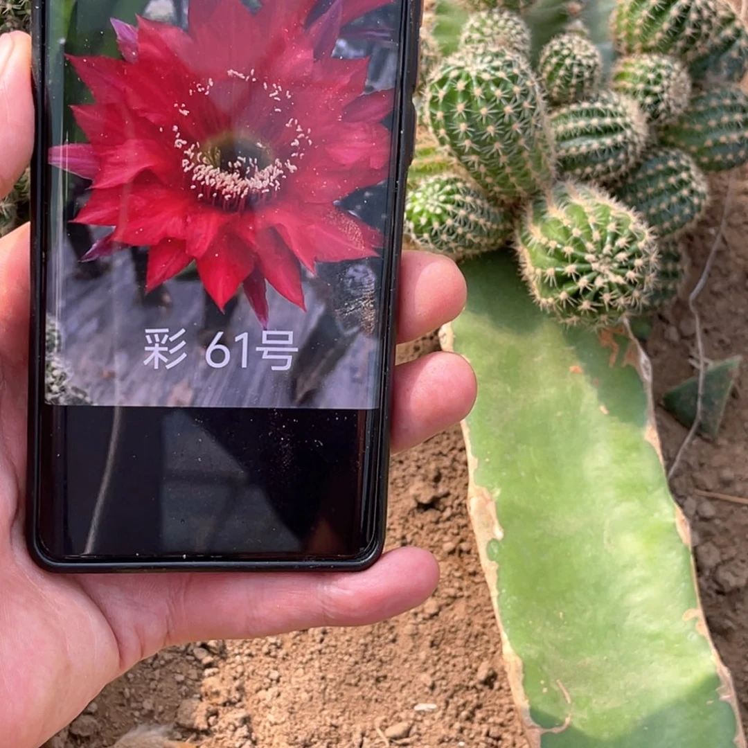 彩草 61红妆嫁接 大群 无根
