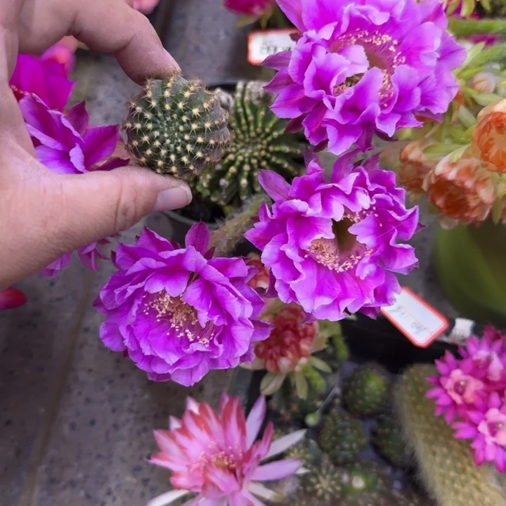 305彩草514.2嫣然歪无根侧牙4公分左右，20包邮