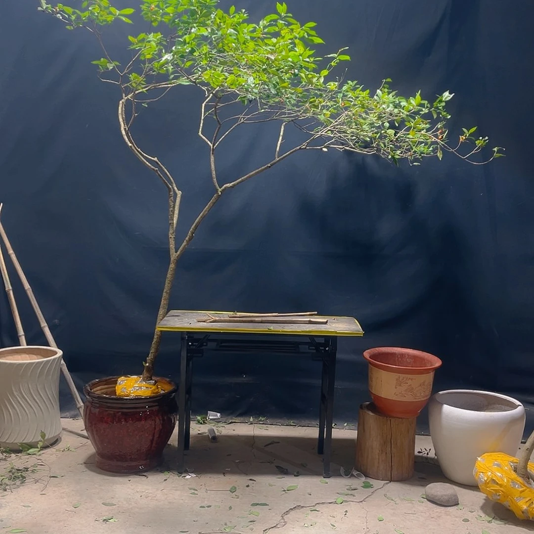 刘*高山野生栀子花树