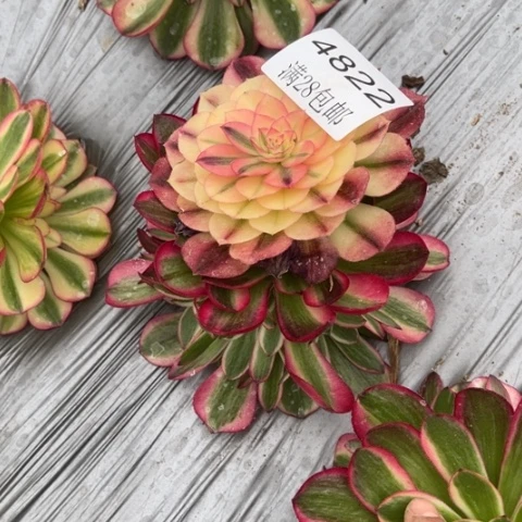 倾城多肉多肉4822